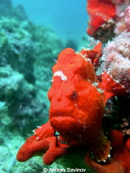 Red Frogfish by Andrey Savinov 